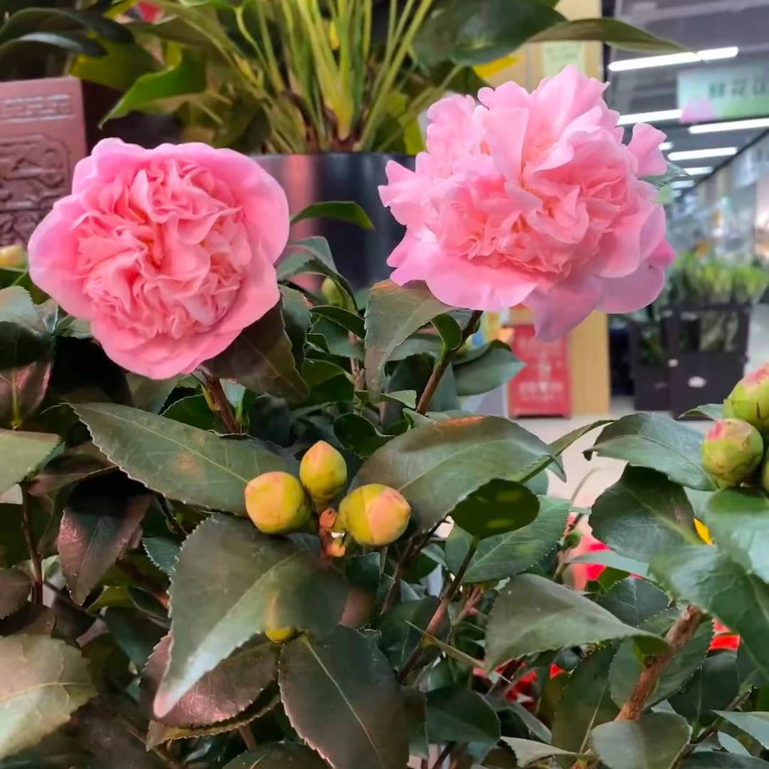 【新疆包邮】香妃茶花 满屋飘香 香味十足