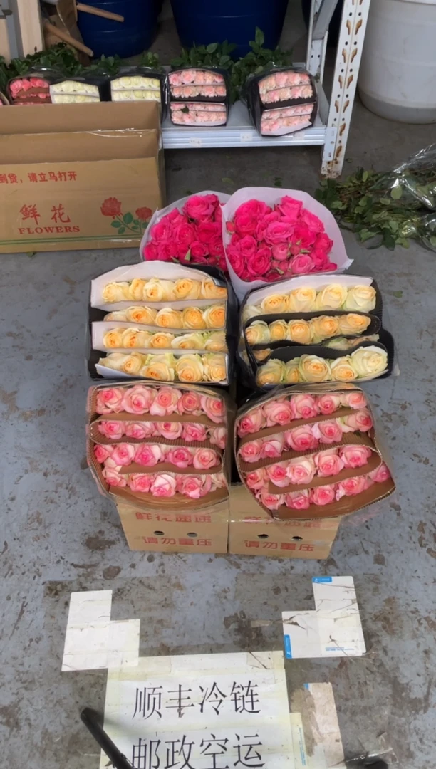 艾沙20枝+香槟20枝+苏菲10枝