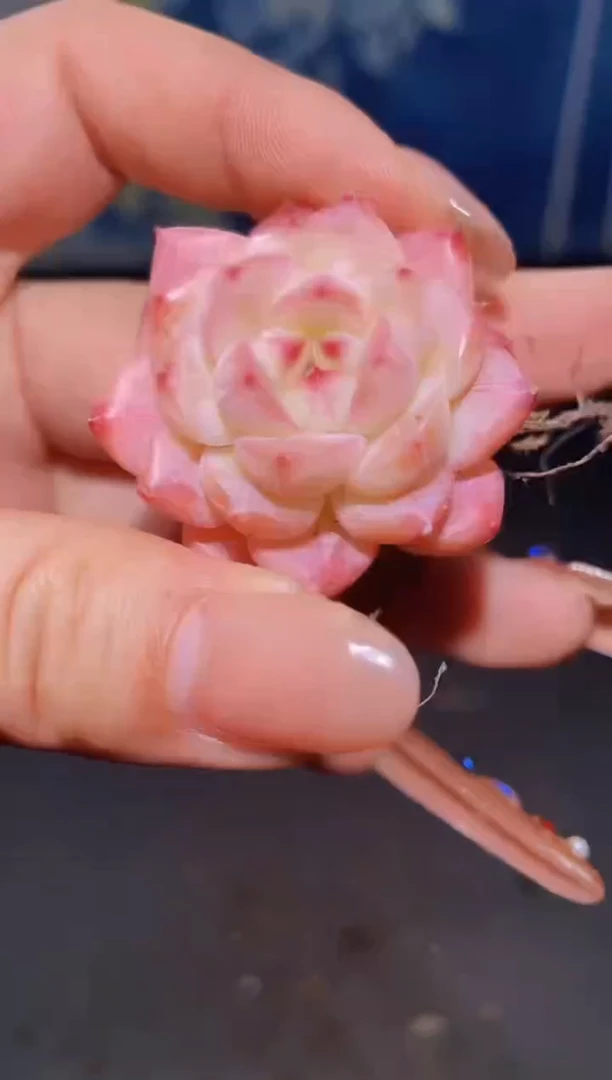 【闪购商品】055小炮弹多肉