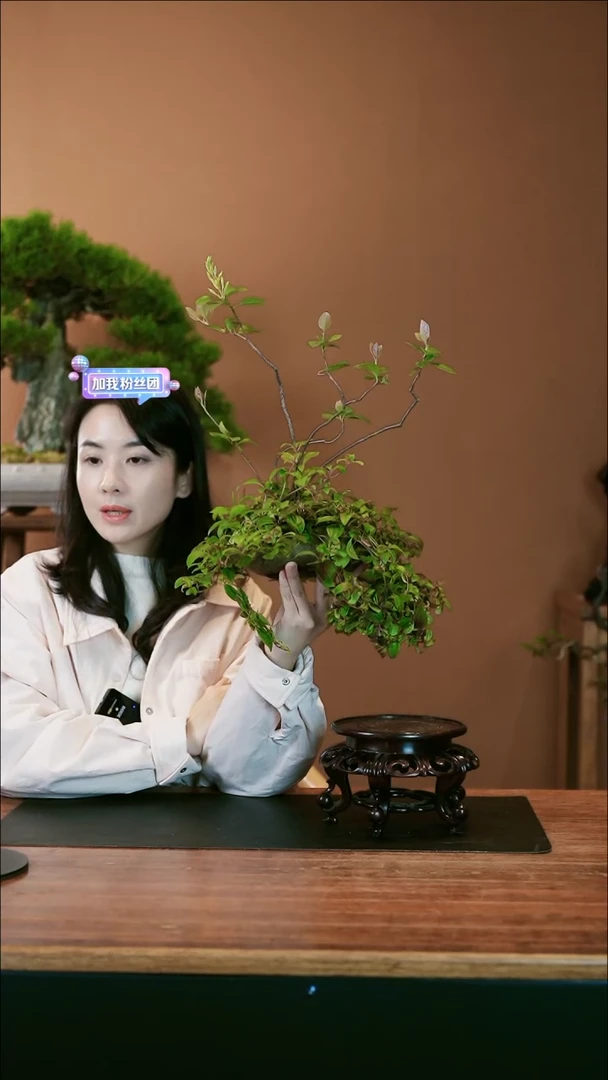 【闪购商品】盆景春花