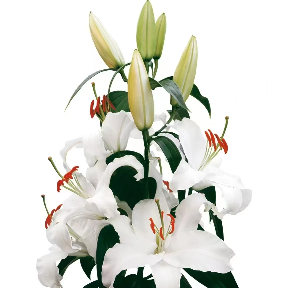 【西伯利亚】单瓣香水百合种球 基地自培春百合春天发芽