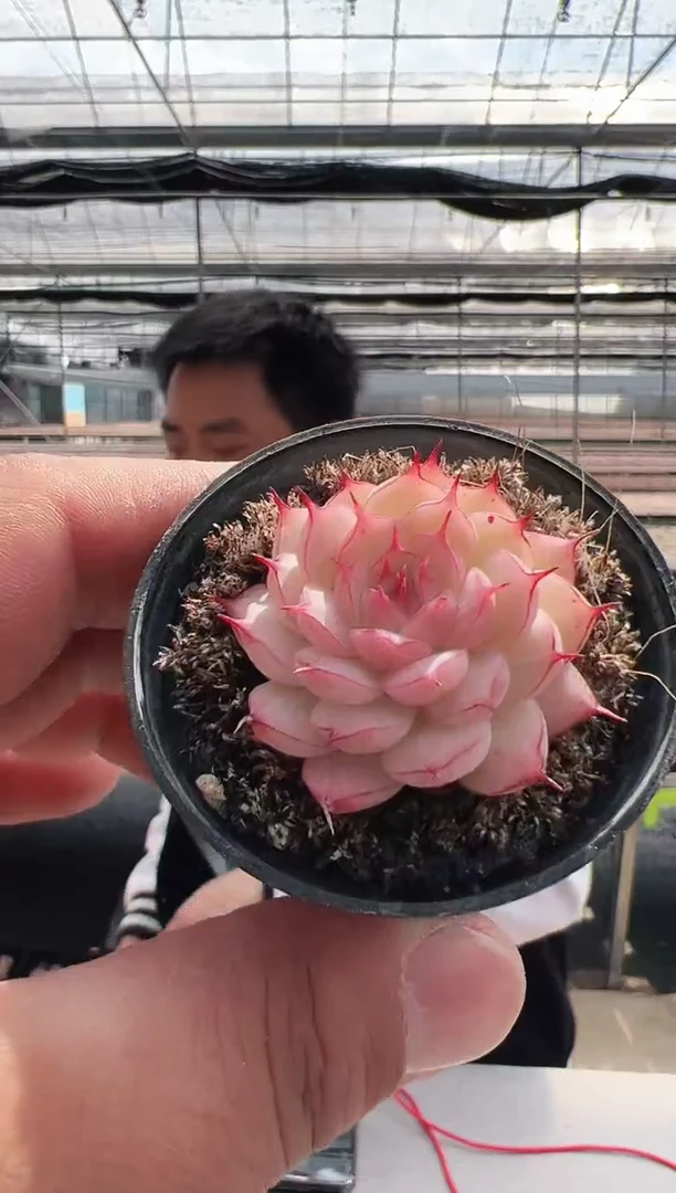 【闪购商品】新款多肉-57