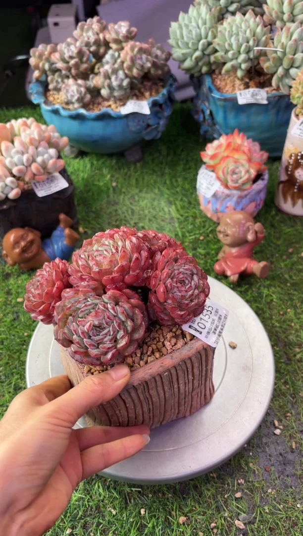 恩****宝昆明印象多肉01534的盆