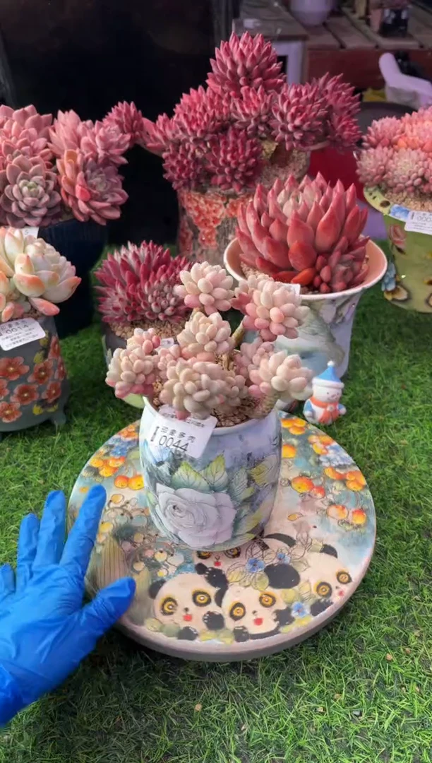 昆明印象多肉0044