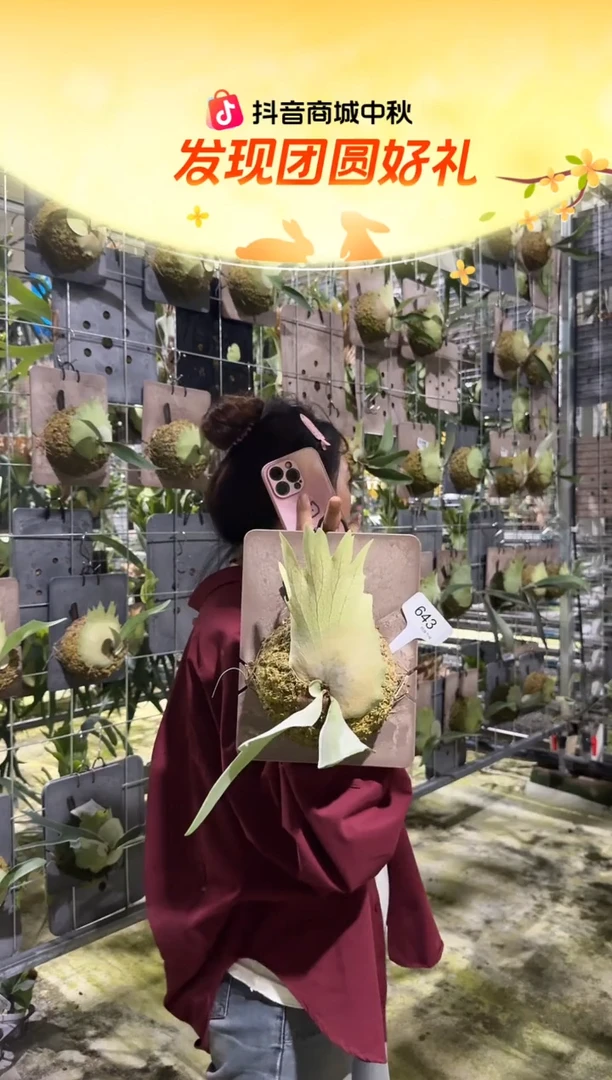 不开花植物L746-金刚狼鹿角蕨