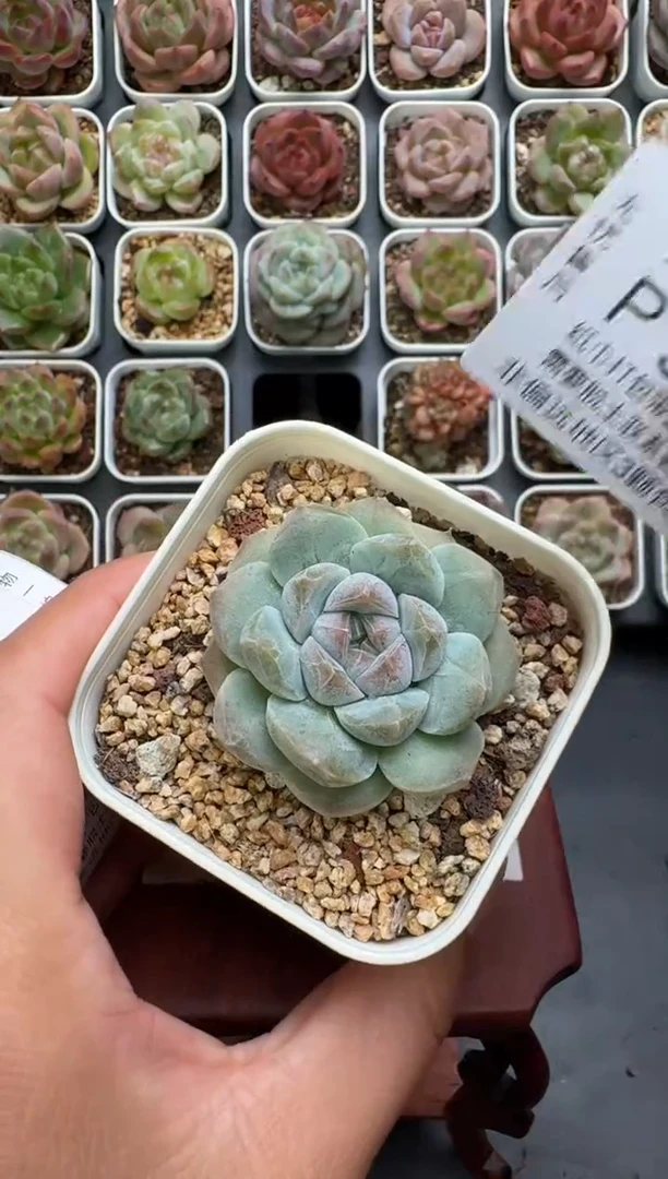 528P带盆土发 当场拍3颗以上包柚 多肉植物 一物一拍