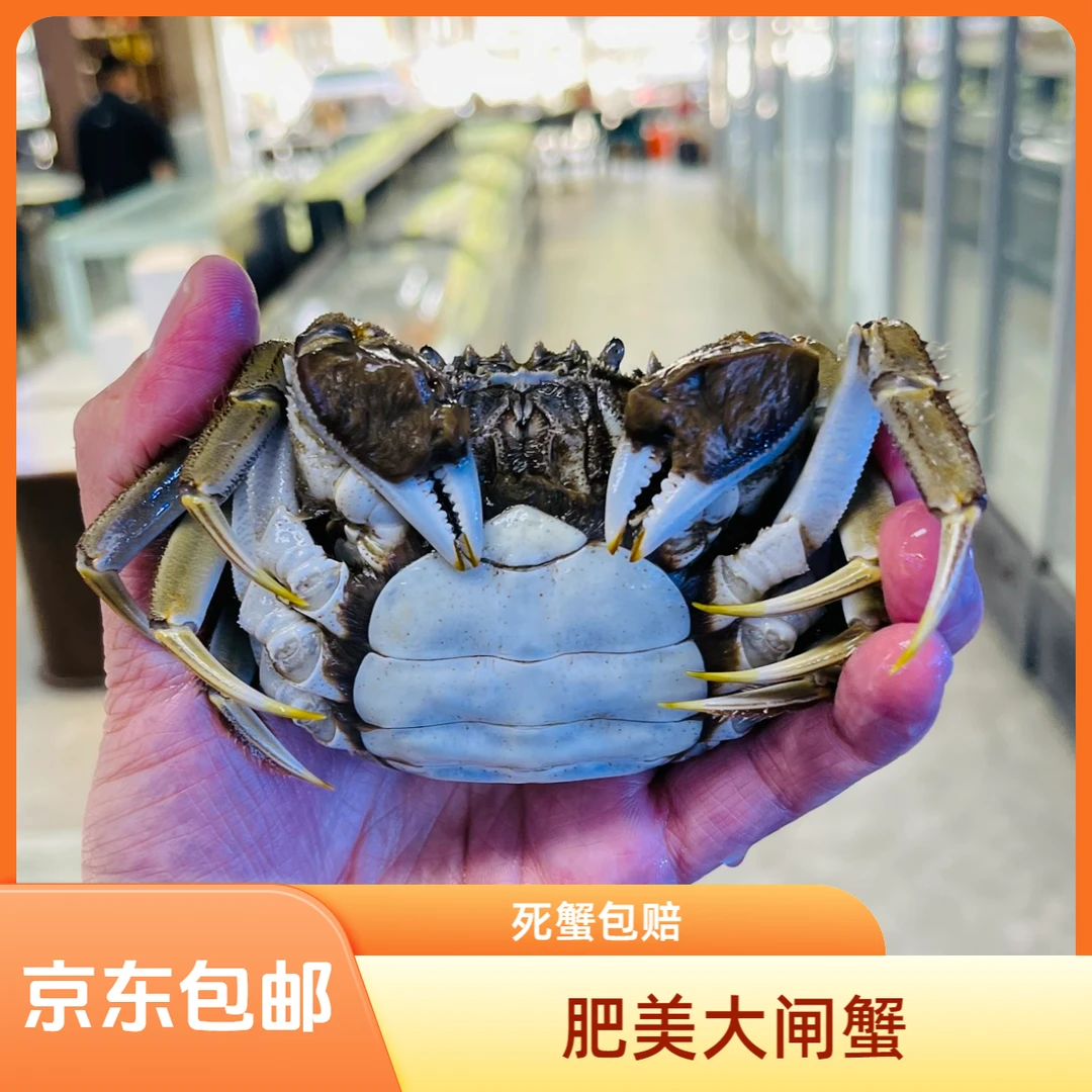 【活蟹2两母】苏州大闸蟹全母盛宴（母蟹2-2.3两/只 ）8+2到手10只活蟹礼盒京东包邮