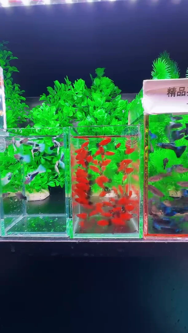 淡水2厘米不分公母黑尾猫鱼苗 15条送10条备损