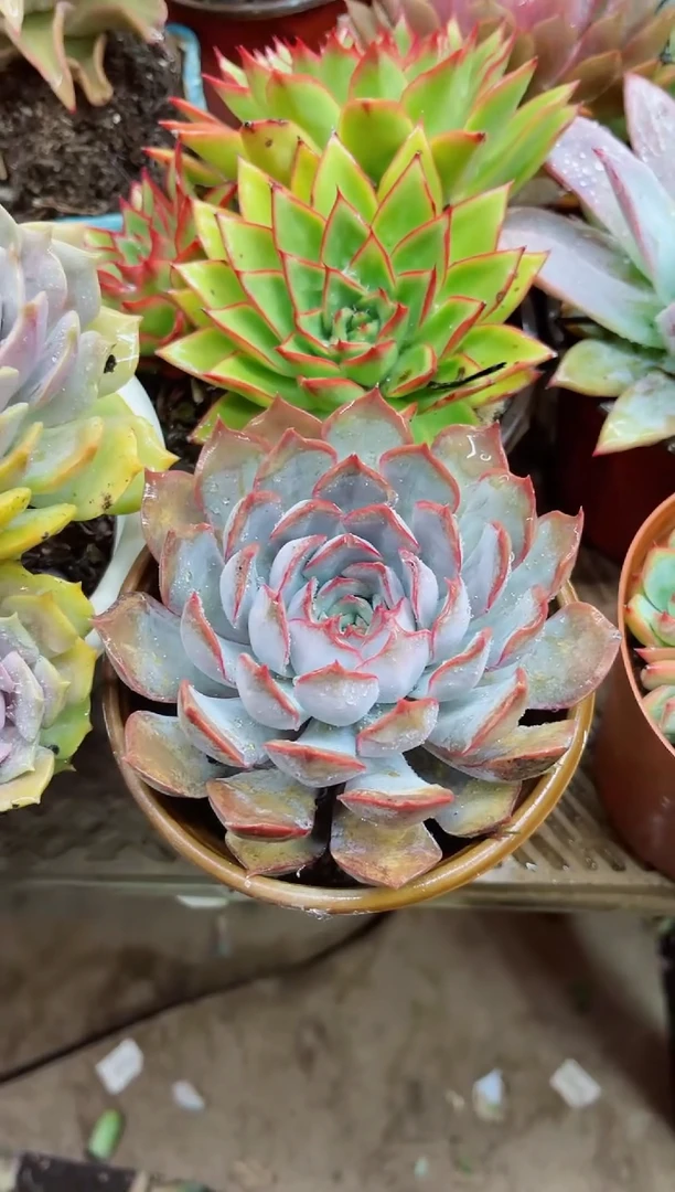 小***?13030多肉植物一物一拍