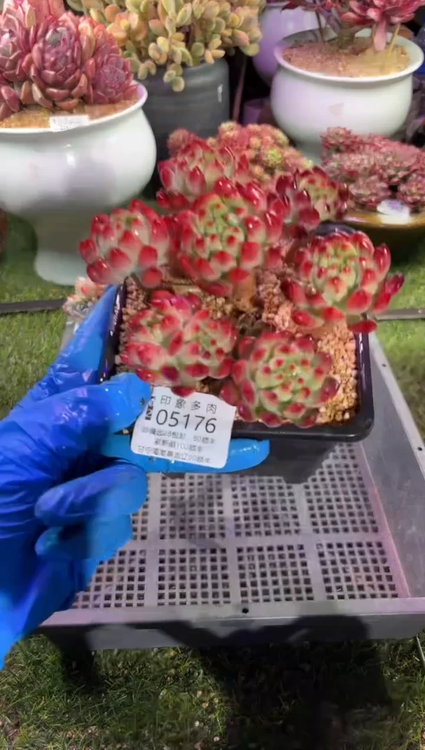 【闪购商品】05176