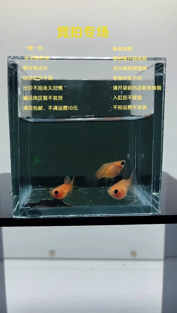 孔雀鱼黄琉璃一公两母-74