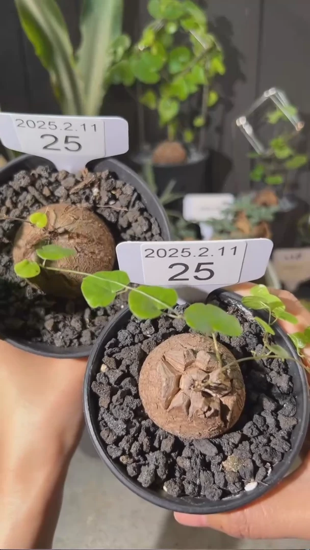 【闪购商品】南非龟甲龙2.11.25