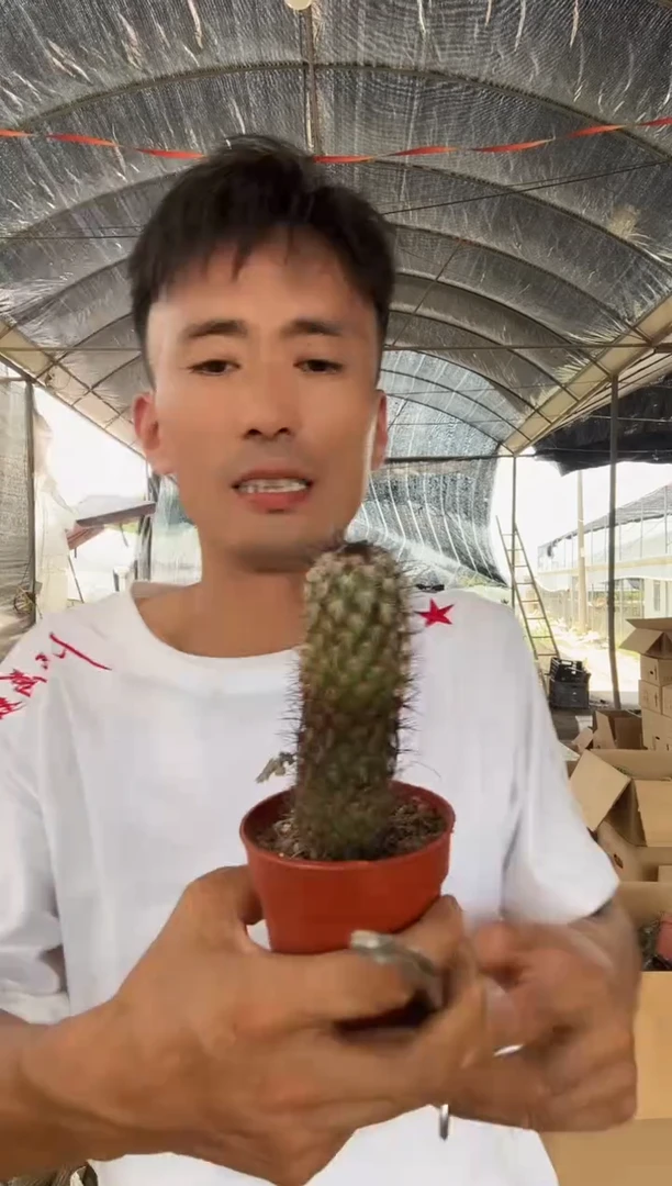 自根朝雾19.99===