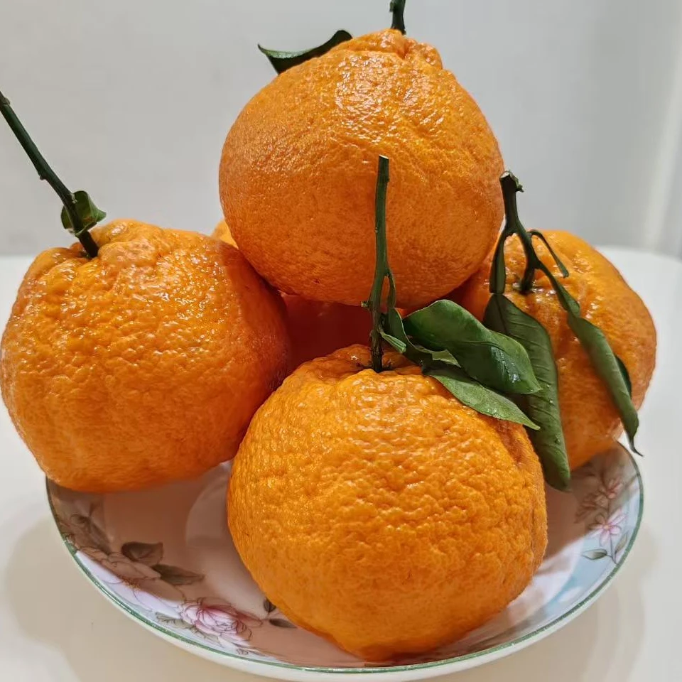 现摘现发新鲜大雅柑