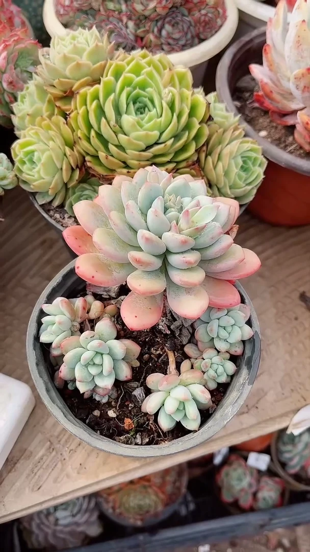 【闪购商品】16261