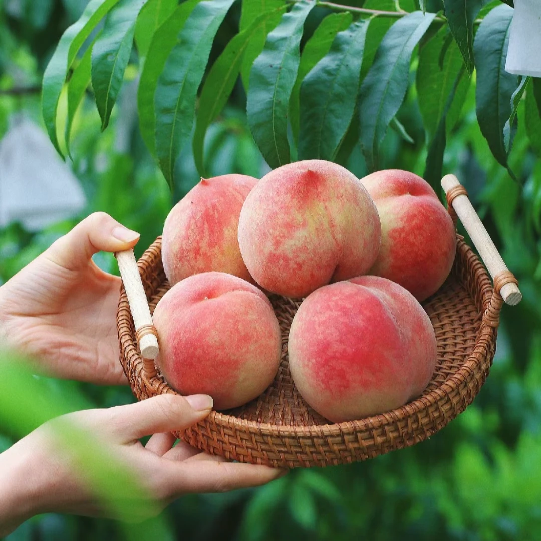 【助农优选】突围水蜜桃毛桃水果当季热卖网红水果应季水果现摘现发