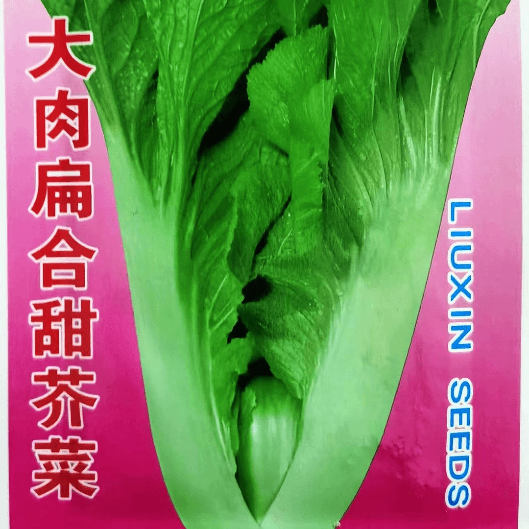 【满5元包邮】大肉扁合甜芥菜种子大肉甜芥菜种子春夏秋四季芥菜