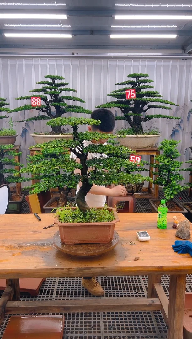 无花朵精品盆景直播间一物一拍