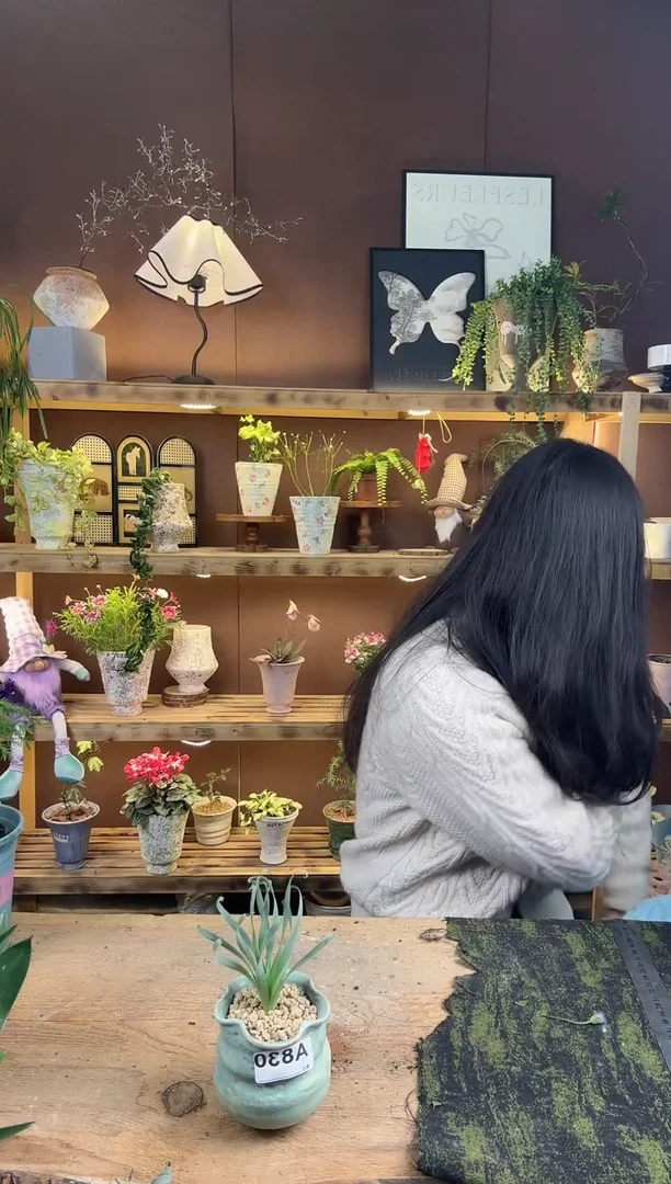 以实际为准宽叶弹簧草加盆一套830