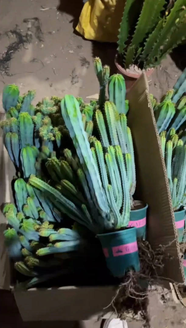 【闪购商品】泰龙木