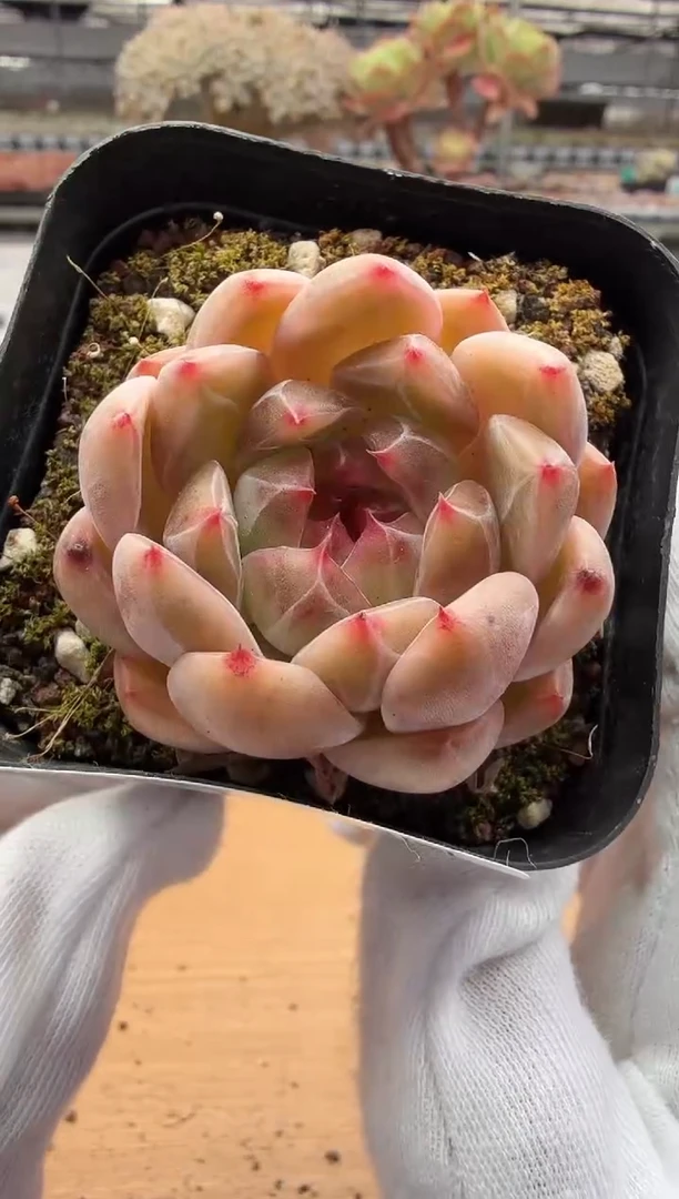 东云多肉园二店-40