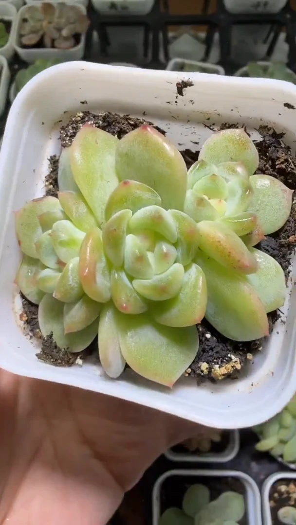 1271  T秃多肉植物
