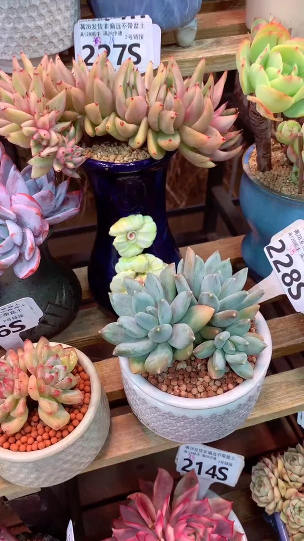 228S 伊丽莎白 (一物一拍实付满28发货，默认不带盆土）