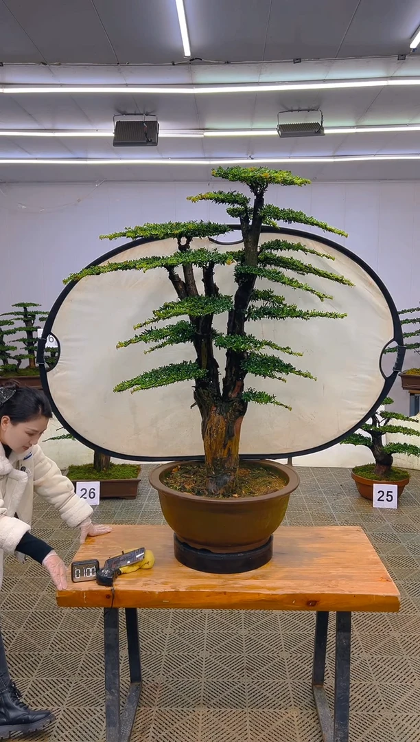 无花朵一物一拍一物一拍