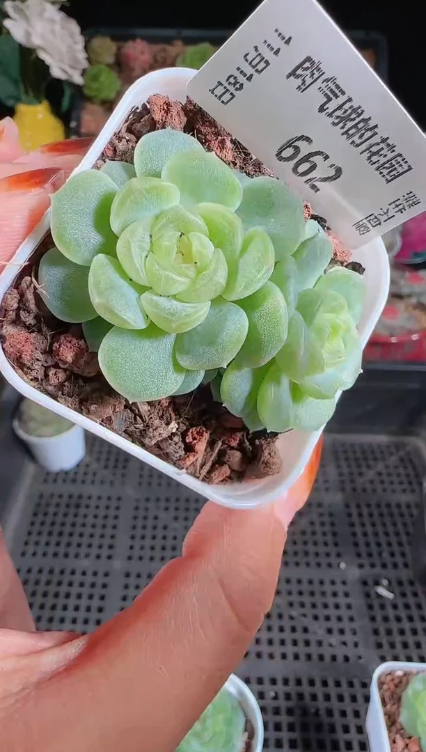 1118-662无尽灯麦秆群生不包整