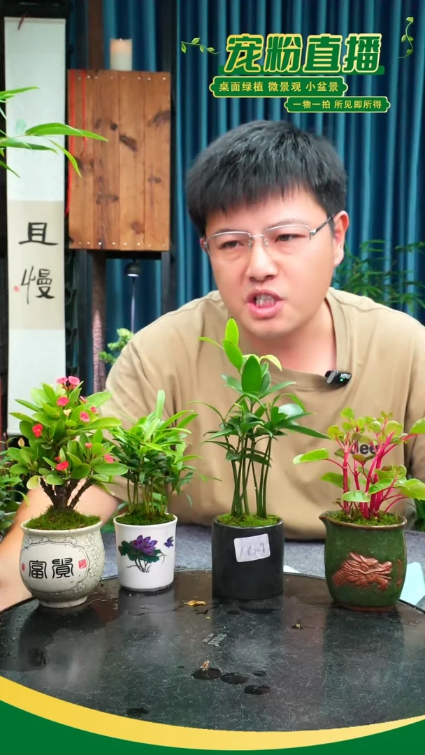 无花朵小*苔藓微景观764号