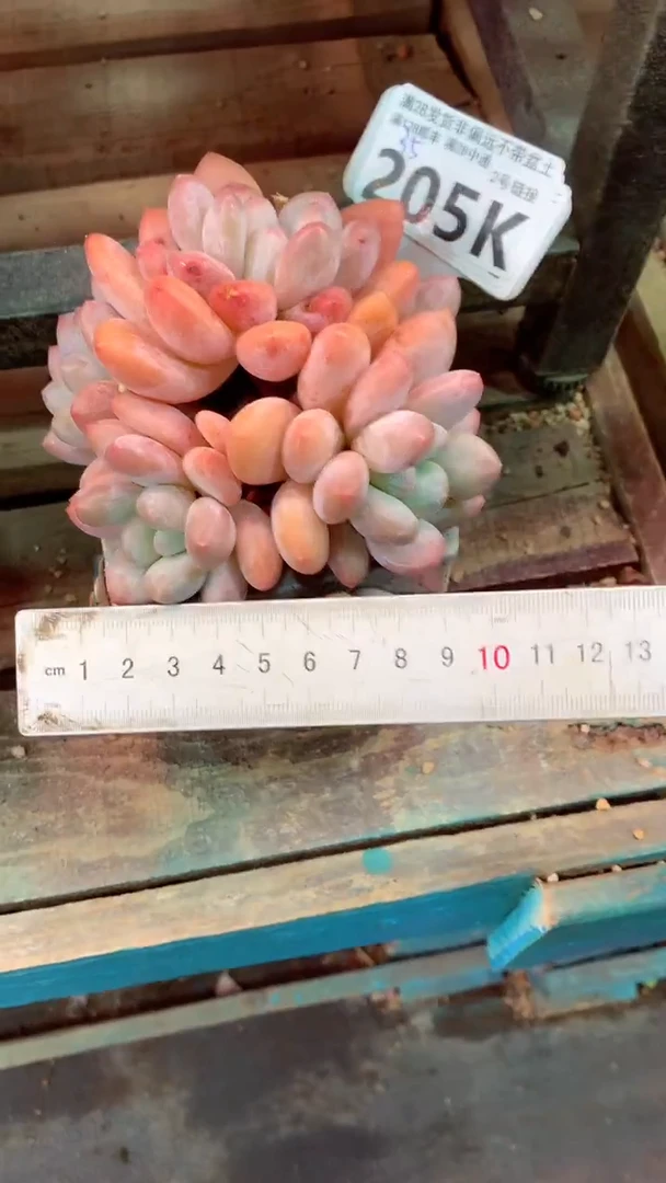 205K（一物一拍，精品多肉，所见即所得 ）