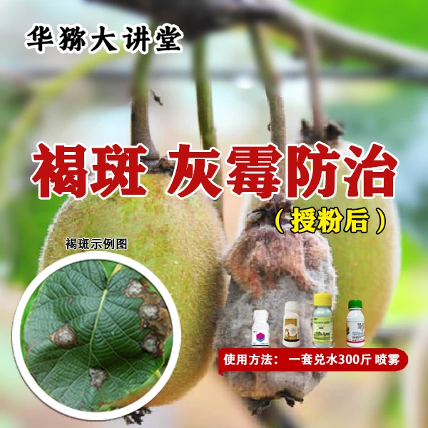 猕猴桃褐斑、灰霉授粉后防治