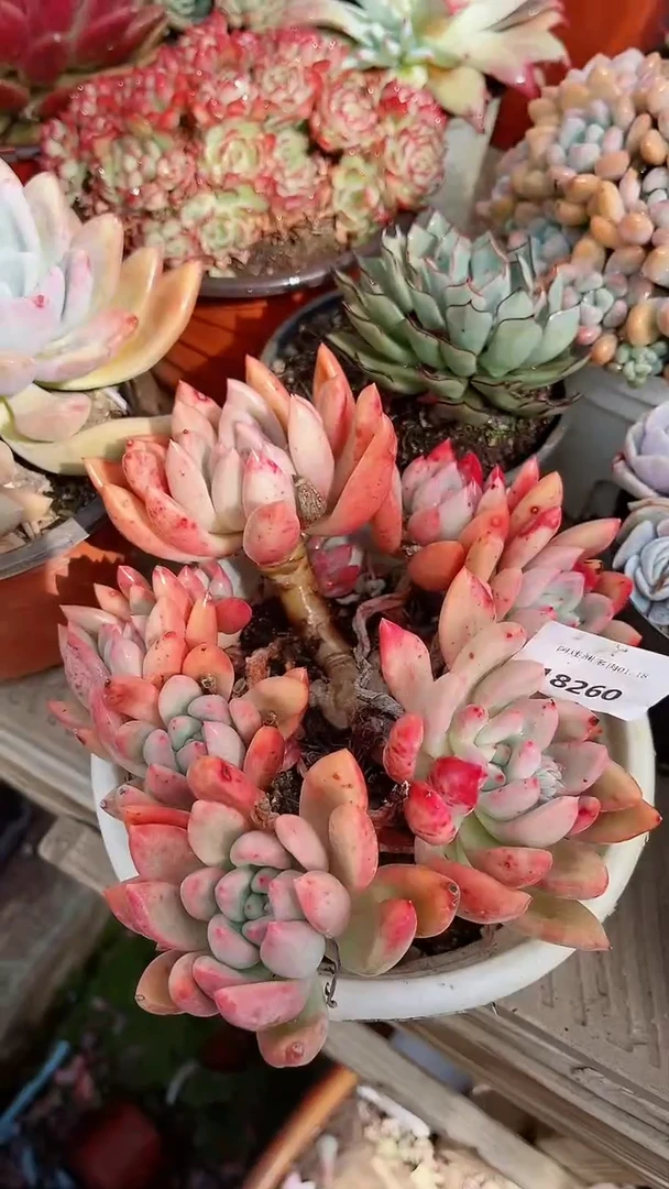 【闪购商品】18260