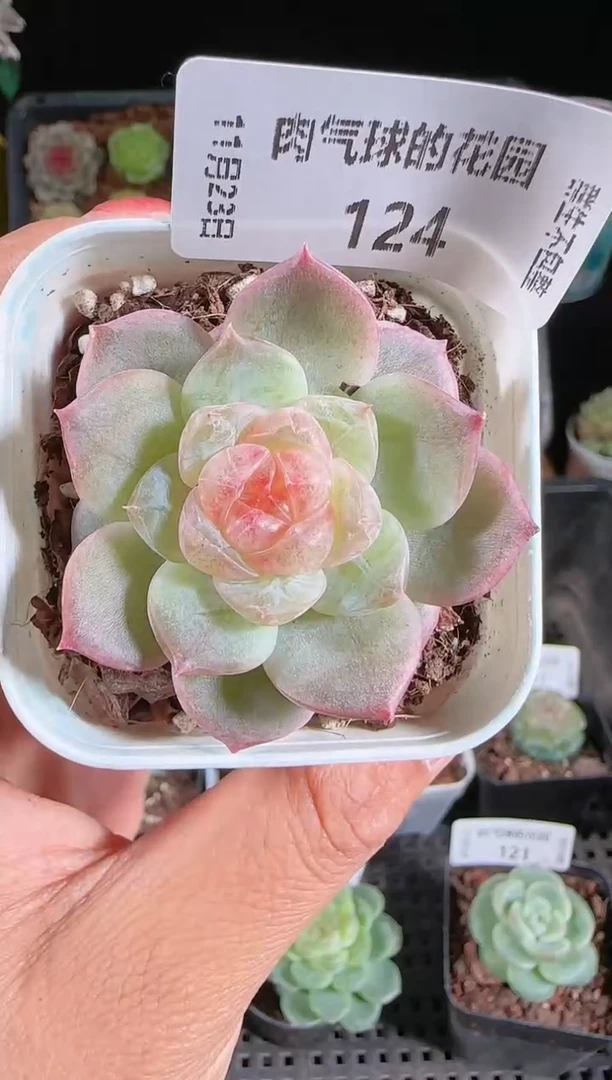1123-124若梦群生不包整