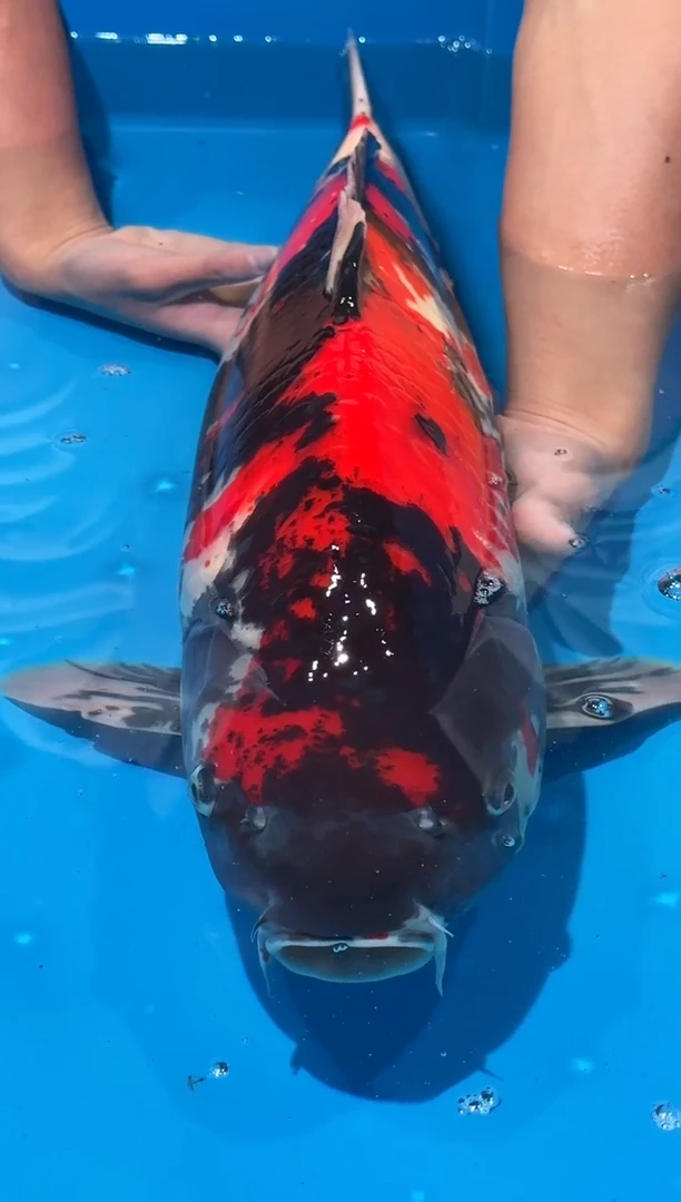 锦鲤佛山金隆锦鲤直播专用闪购链接，不支持7天无理由退货退款