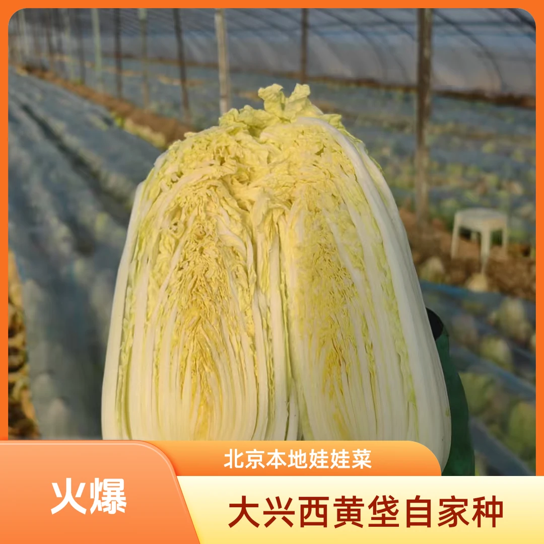 【顺丰包邮次日达】大兴西黄垡自家种娃娃菜现挖现5斤/8斤 约每颗1斤到1斤半左右