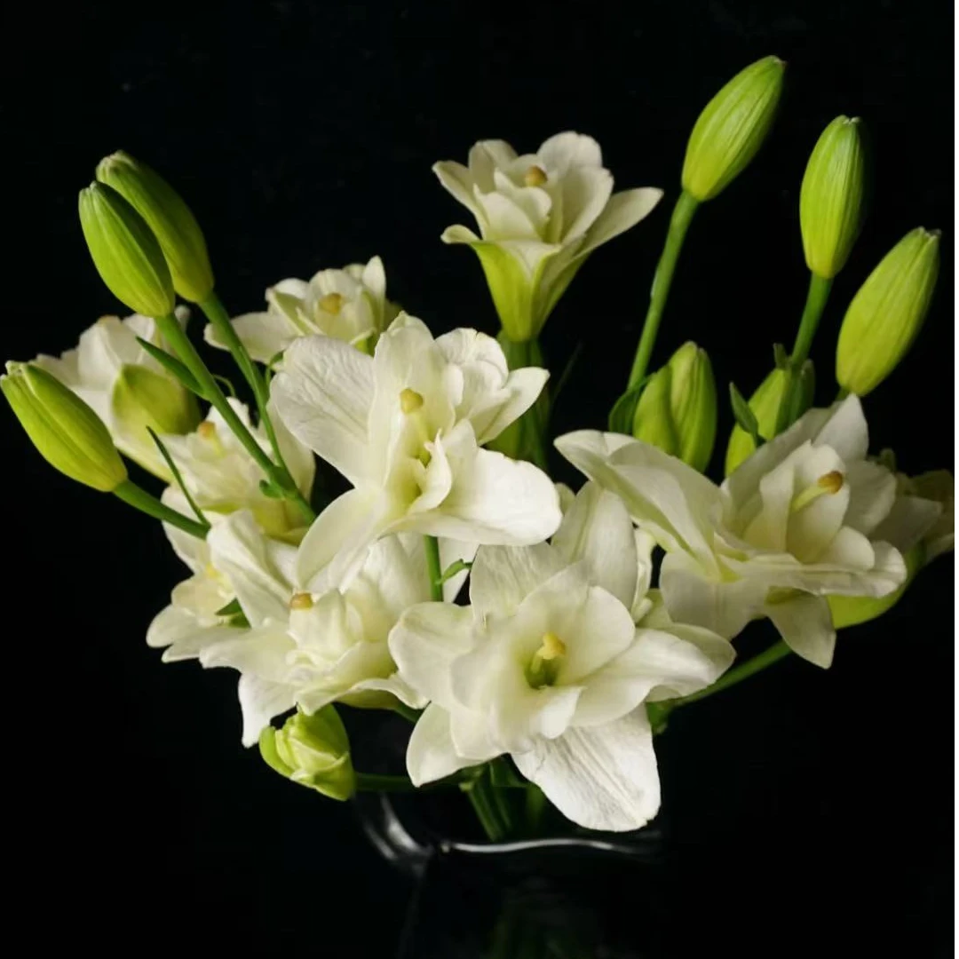 多头亚百合  买三只送两只 常州鲜花批发直播 江浙沪皖次日达