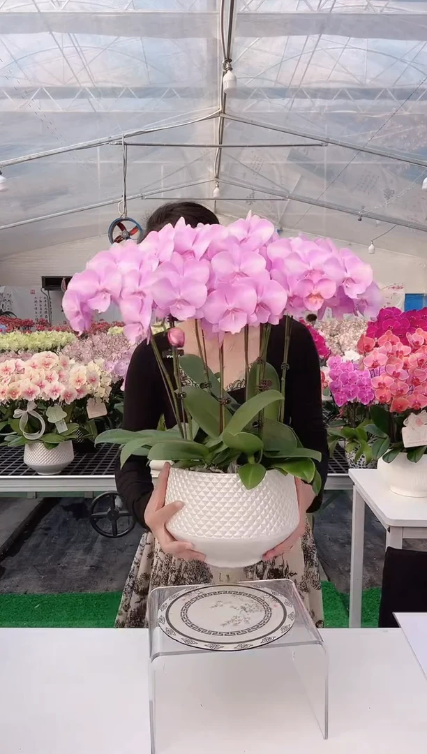 大部分开放少量花苞11