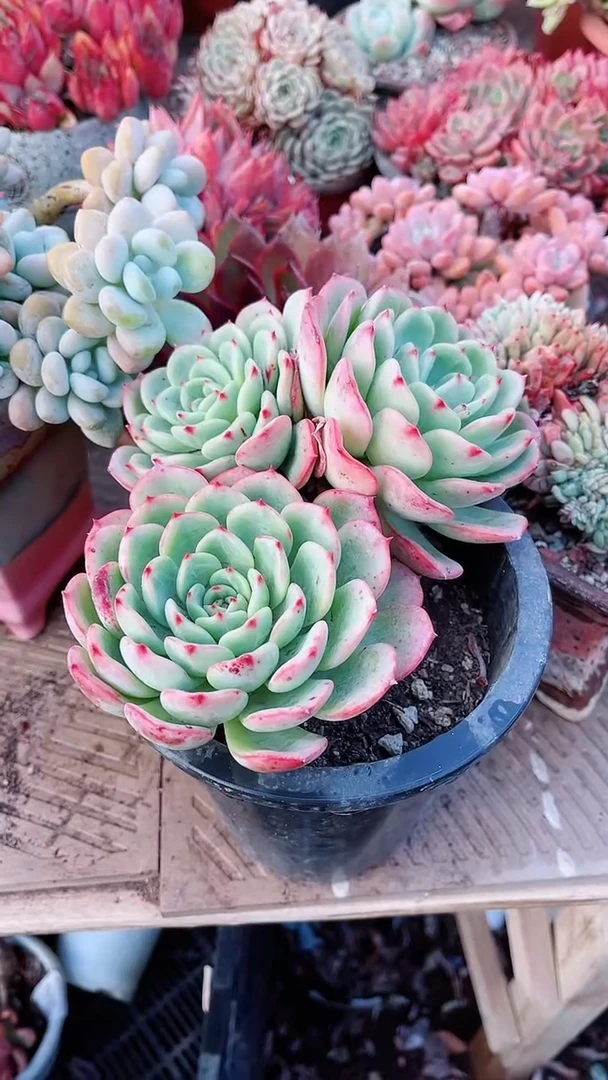 【闪购商品】17133