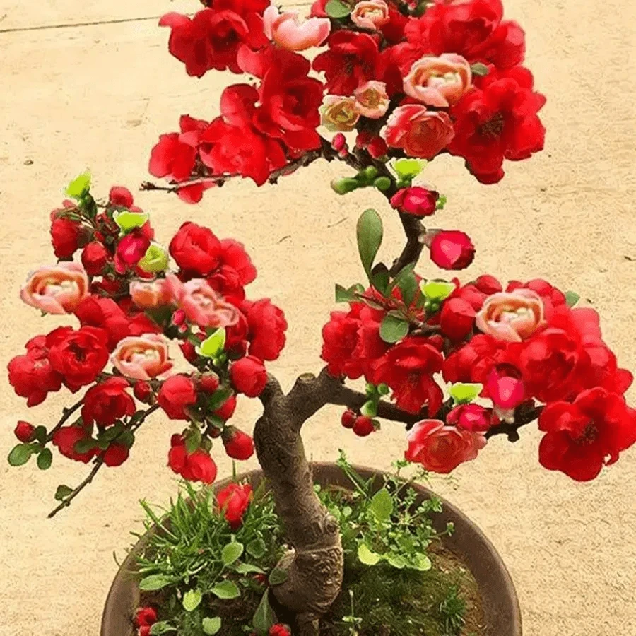 海棠花老桩海棠花长寿盆栽开花海棠树耐寒四季海棠盆景花卉绿植苗