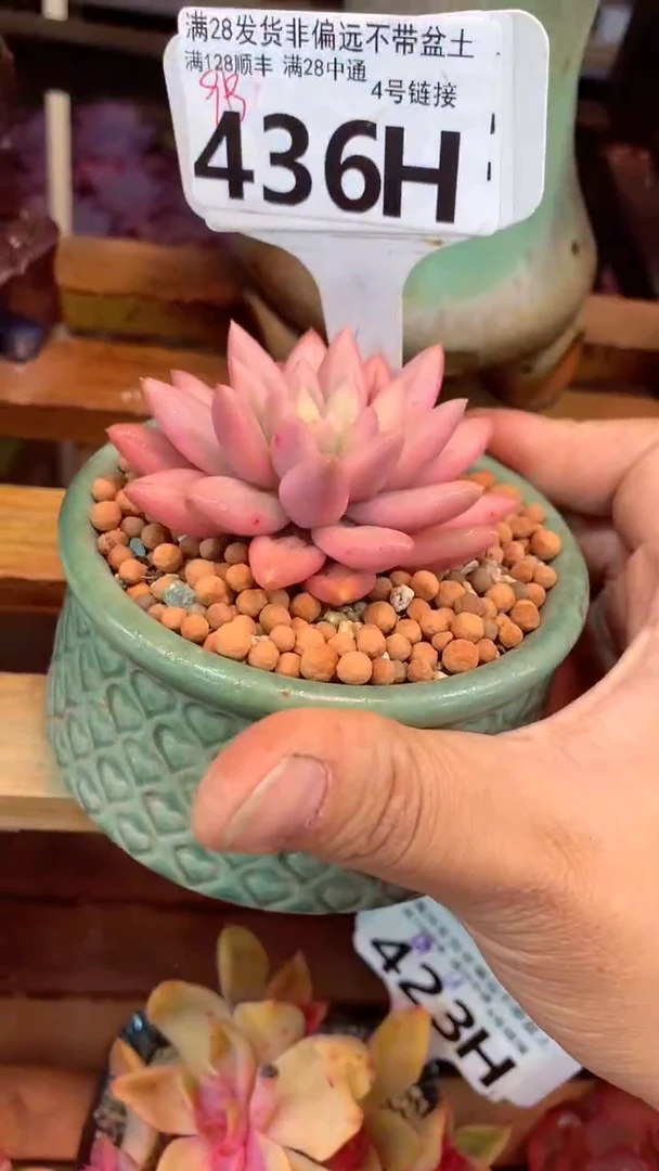 436H（一物一拍实付满28发货，默认不带盆土）