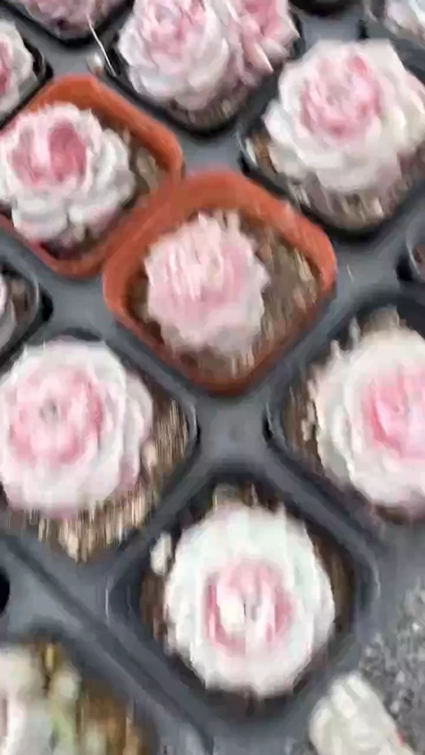 【闪购商品】65天鹅绒单头多肉