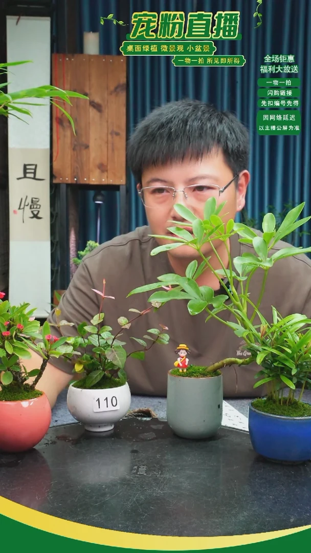 无花朵淡**味苔藓微景观110号