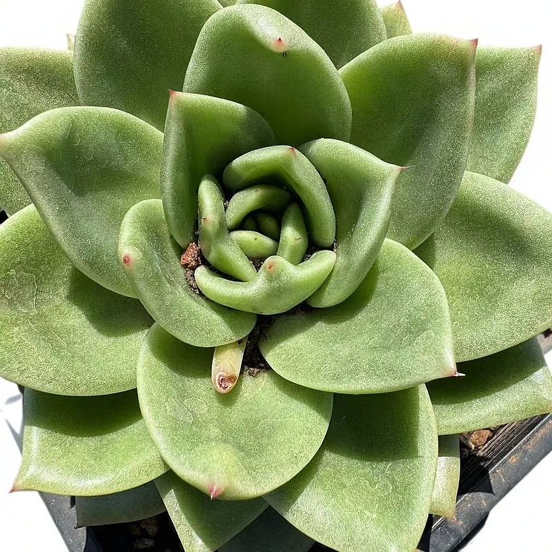 大单头翠花多肉【满19包邮】