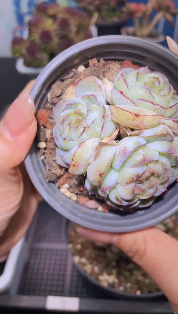 【闪购商品】215胖虎多肉