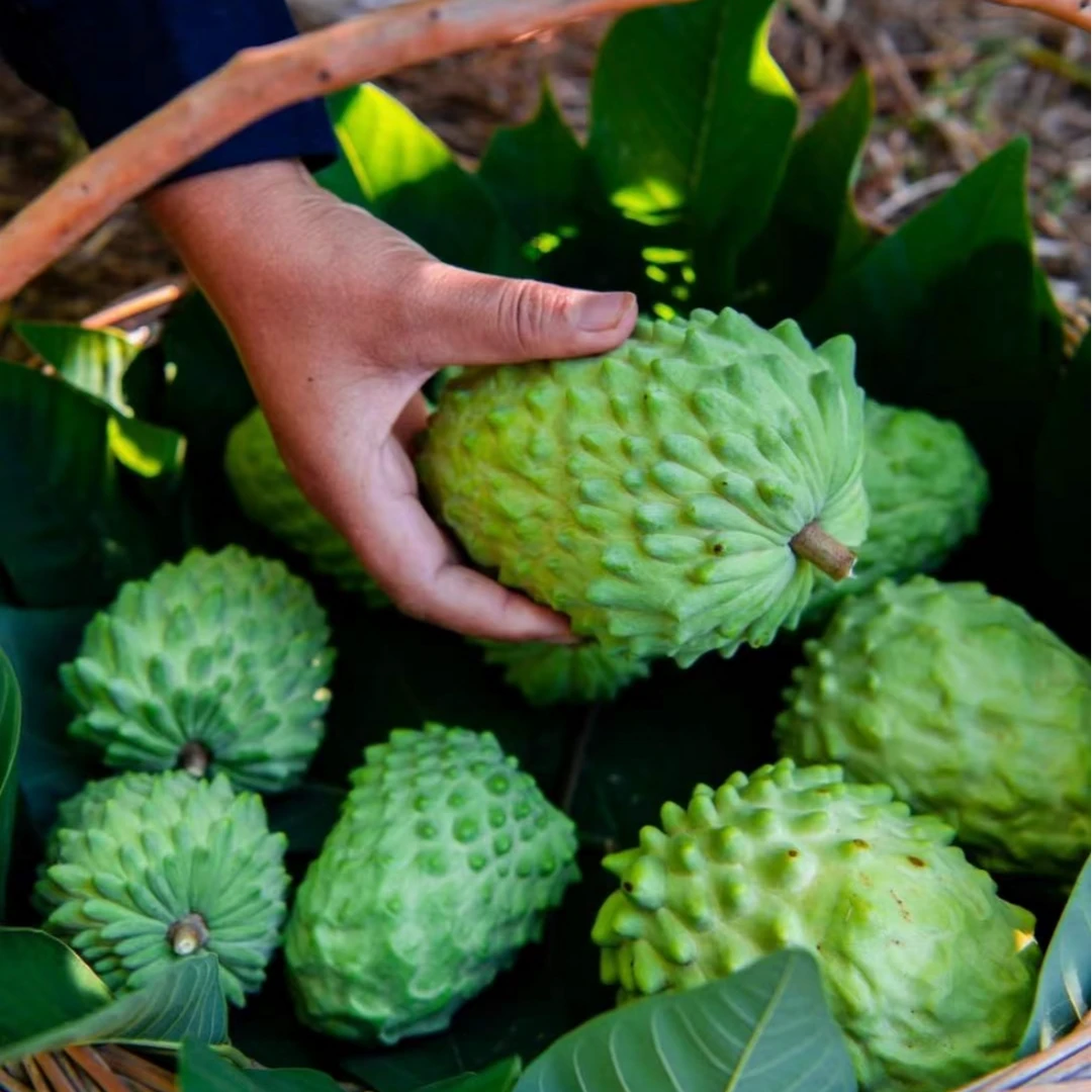 释迦果广西精选自种新鲜牛奶凤梨释迦果新鲜孕妇水果送礼珍贵水果