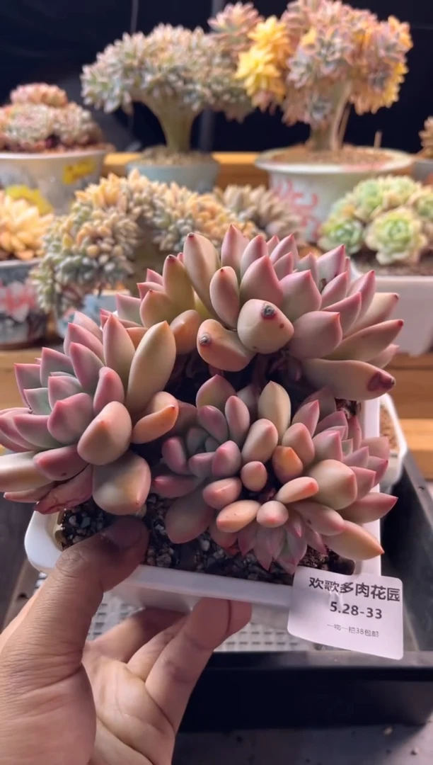 5.28-33新品美人1111