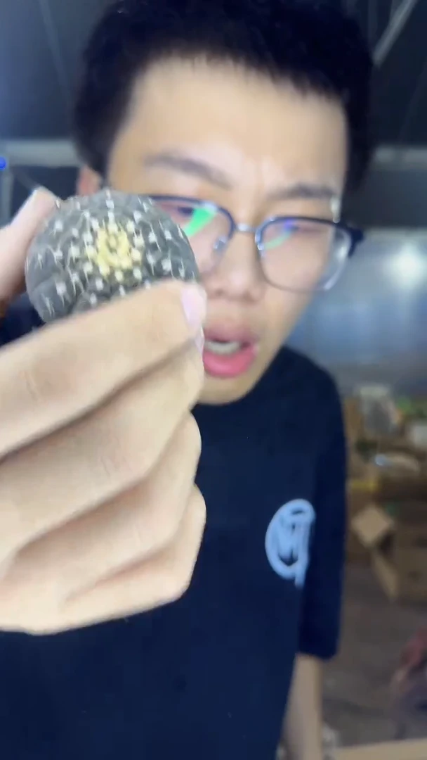 4颗 实生根 拉根 3-5cm