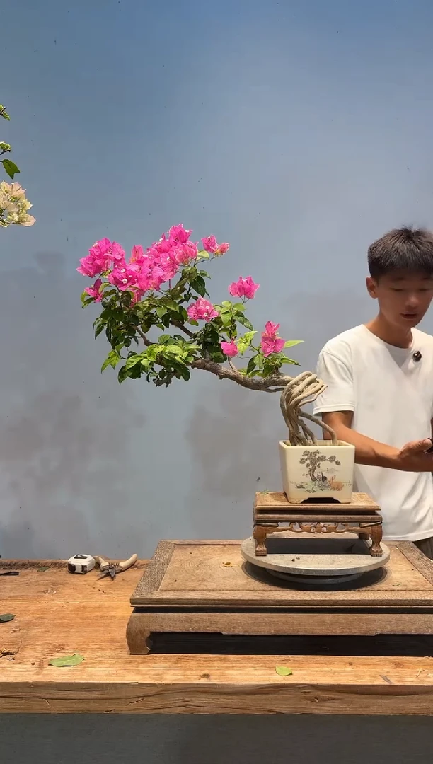 全部花朵陈*果三角梅41