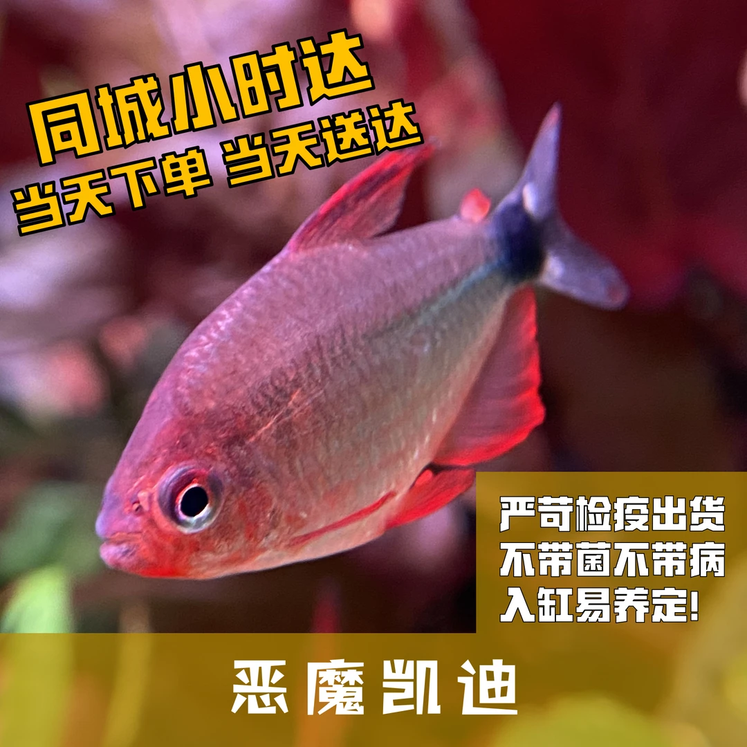 Boo小鱼恶魔凯蒂小型灯科鱼